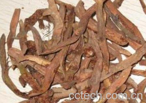 骨碎补的功效与作用 新鲜骨碎补怎么吃-1