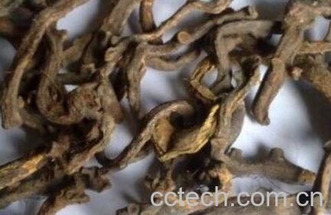 骨碎补的功效与作用 新鲜骨碎补怎么吃-0