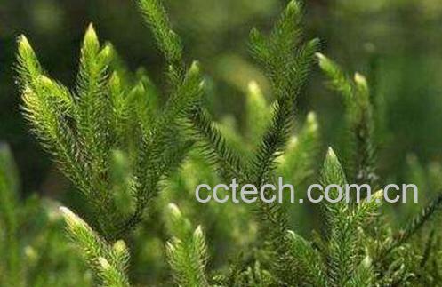  伸筋草泡酒的功效与作用-0