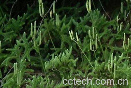  伸筋草泡酒的功效与作用-1