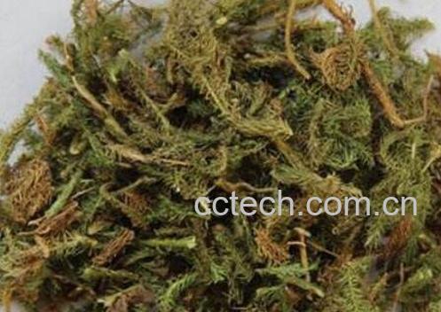 伸筋草泡水喝的药用价值与禁忌-0