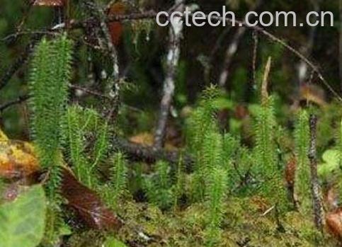 伸筋草泡水喝的药用价值与禁忌-1