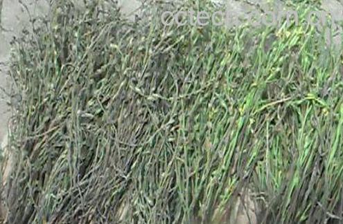 独脚柑图片 独脚柑的功效与作用-1