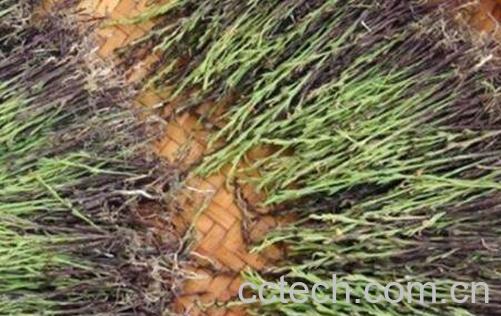 独脚柑图片 独脚柑的功效与作用-0