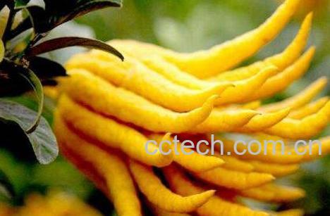 中药五指柑的功效与作用 五指柑的药用价值-1