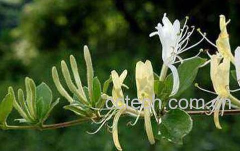 山银花和金银花的区别-1