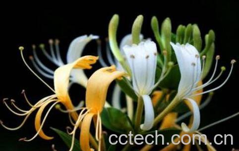 山银花和金银花的区别-0