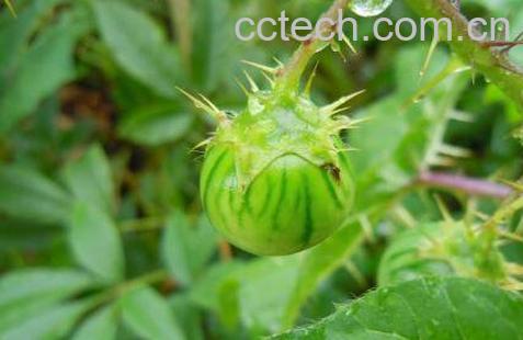 牛茄子的功效与作用-1