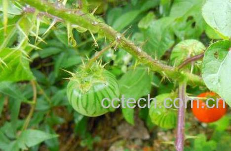 牛茄子的功效与作用-0