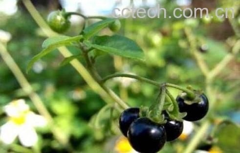 苦天茄图片 苦天茄的功效与作用-0