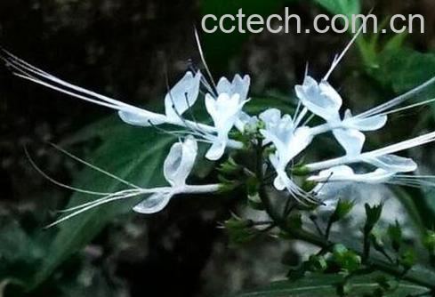 猫须草的功效与作用及药用价值-0