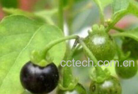 苦天茄图片 苦天茄的功效与作用-1