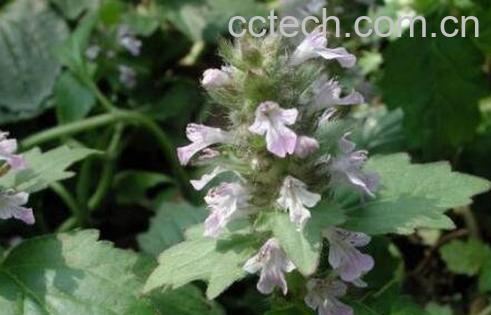 大苦草的功效与作用-0