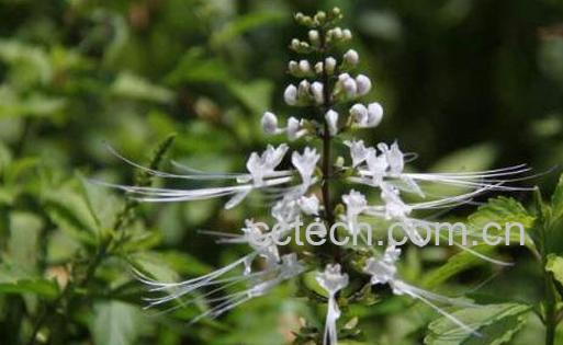 猫须草的功效与作用及药用价值-1