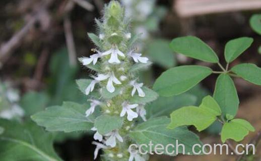 大苦草的功效与作用-1