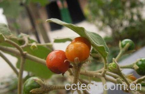 刺天茄的功效与作用及药用价值-0