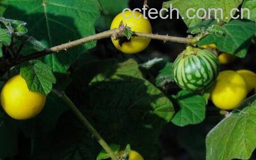 假茄子的功效与作用-0