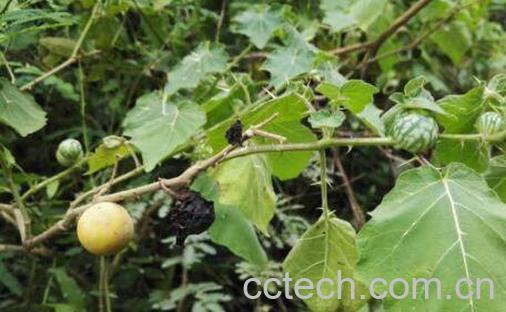 刺天茄的功效与作用及药用价值-1