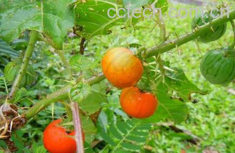 假茄子的功效与作用-1