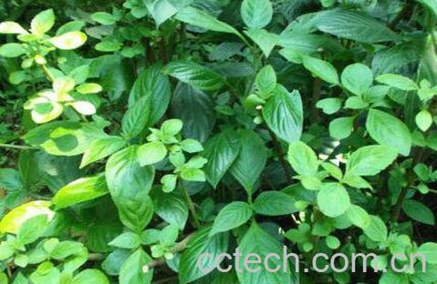 南板蓝根的功效与作用-0