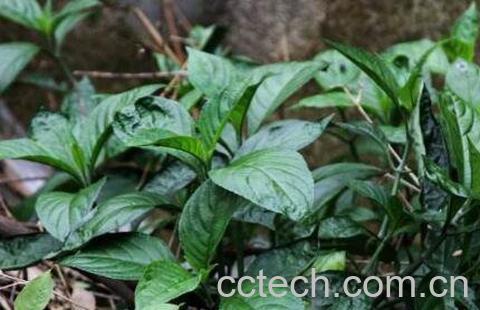 南板蓝根的功效与作用-1