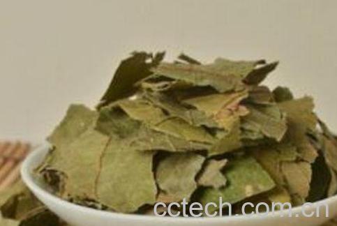 布渣叶的功效与作用及食用方法-0