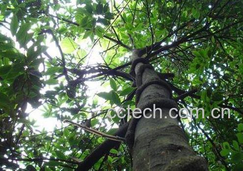 中药黑骨藤的功效与作用及药用价值-0