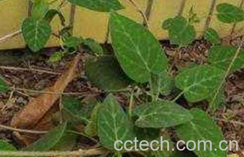 中药黑骨藤的功效与作用及药用价值-1