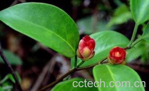 虎爪风的功效与作用 中药虎爪风的药用价值-0