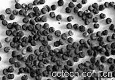 白花菜子的功效与作用-1