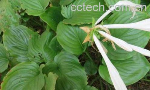 化骨莲图片 化骨莲功效与作用-0