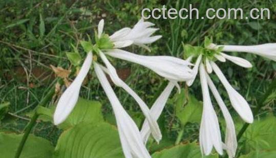 化骨莲图片 化骨莲功效与作用-1