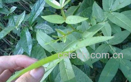 黑风藤的功效与作用 黑风藤的副作用-0