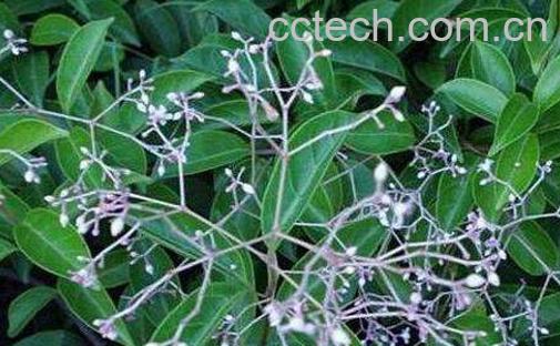 黑风藤的功效与作用 黑风藤的副作用-1