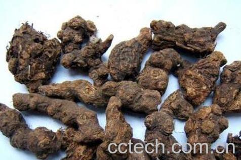 香附的功效与作用 香附的副作用-0