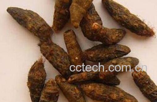 香附的功效与作用 香附的副作用-1