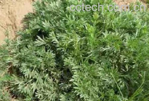 茵陈图片 茵陈的作用与功效-1