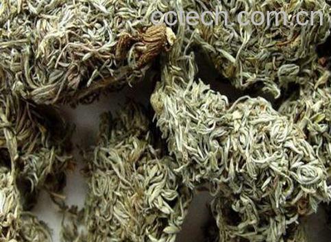 茵陈图片 茵陈的作用与功效-0