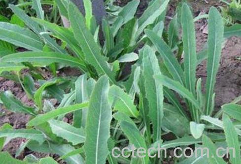 苦菜子图片 苦菜子的功效与作用-0