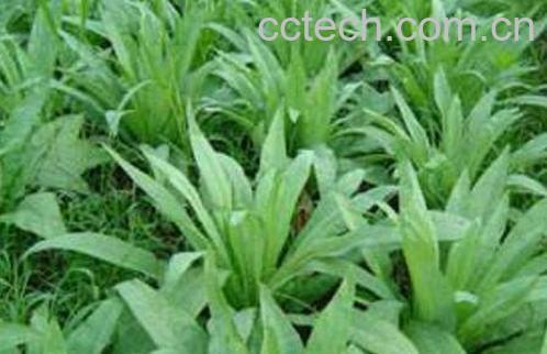 苦菜子图片 苦菜子的功效与作用-1