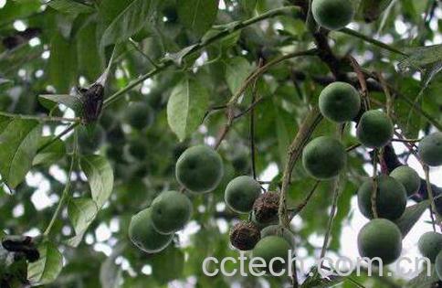 苦楝子的功效与作用-1