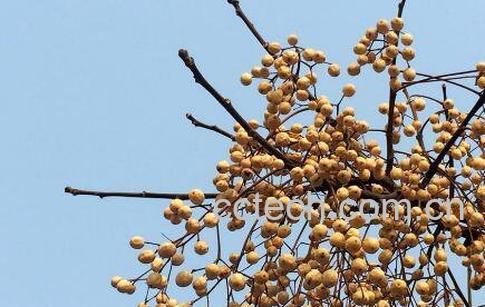 苦楝子的功效与作用-0