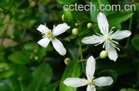 威灵仙的功效与作用 威灵仙的副作用-0