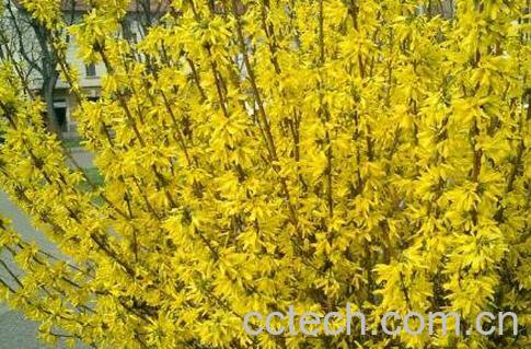 连翘的功效与作用 连翘的药用价值-1