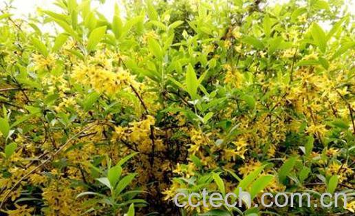 连翘的功效与作用 连翘的药用价值-0