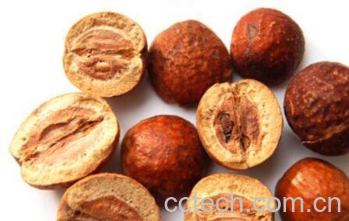 川楝子的功效与作用 川楝子的药用价值-0