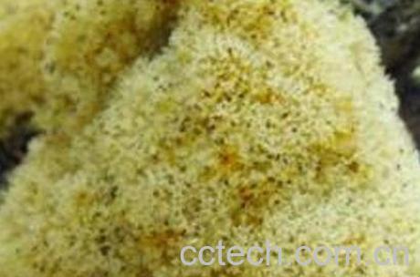 竹茹的功效与作用 竹茹的药用价值-0