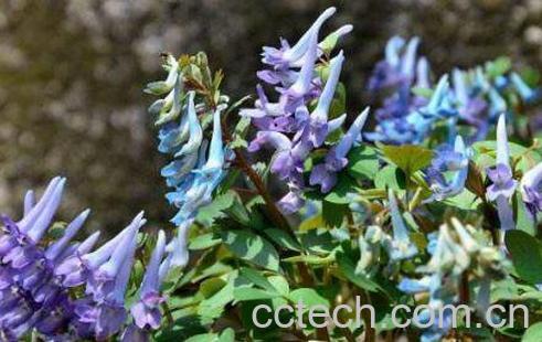 延胡索的功效与作用 延胡索的药用价值-1