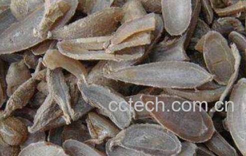 郁金的功效与作用及药用价值-1