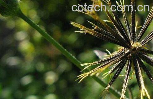 鬼针草图片 鬼针草的功效与作用-0